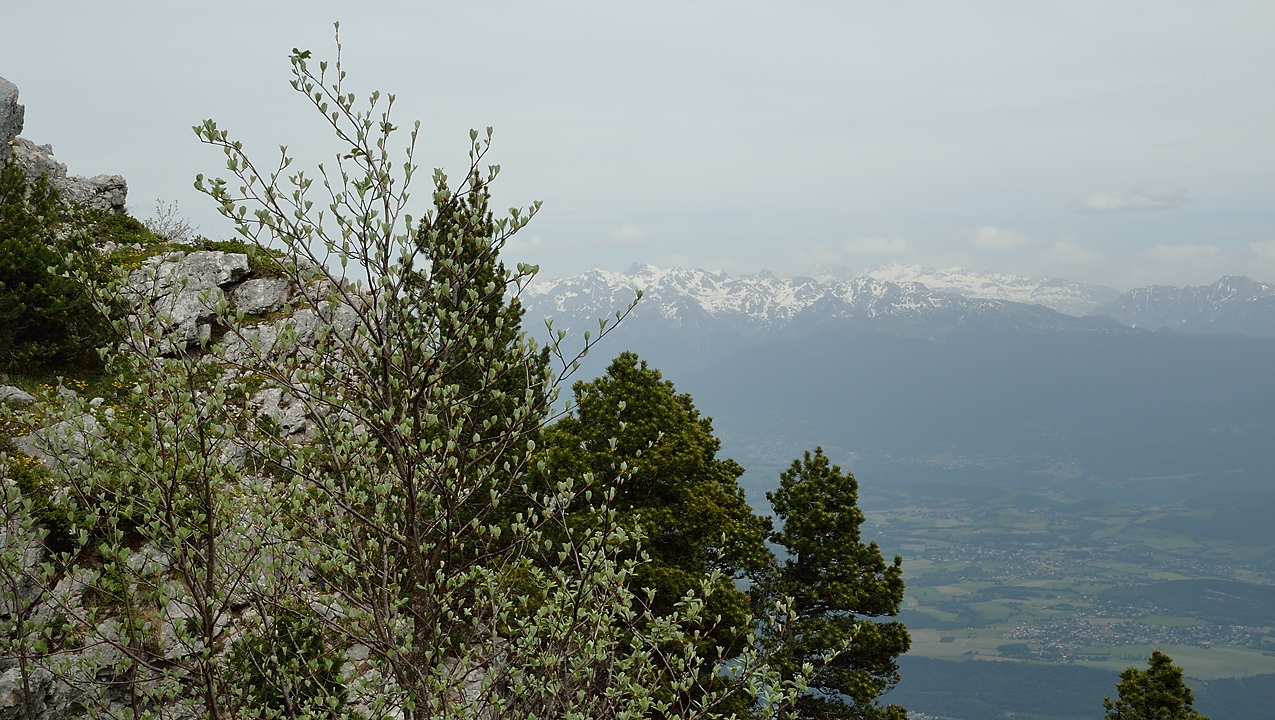 20140607-054-Moucherotte.jpg - Vers le sommet des pistes sur la crete:  vue sur Chamrousse