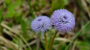 20140607-008-Moucherotte