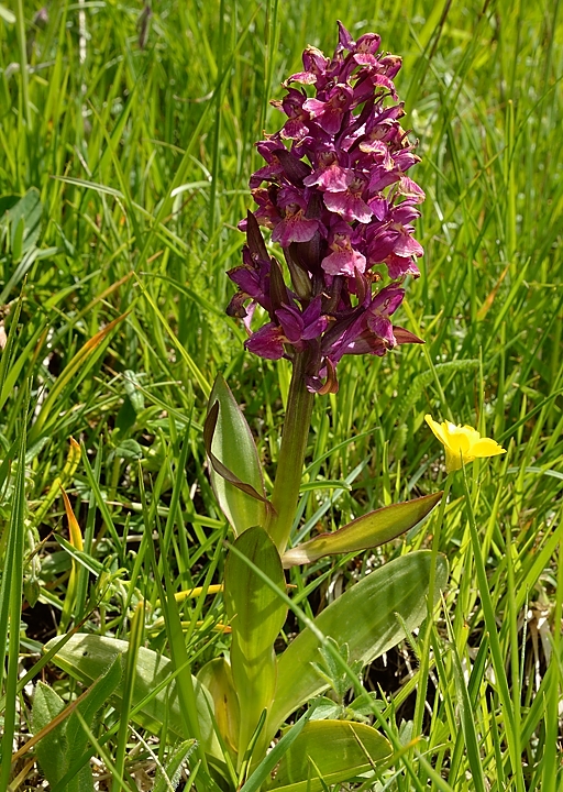 20140608-004-LesEssaures.jpg - orchis sureau, aussi