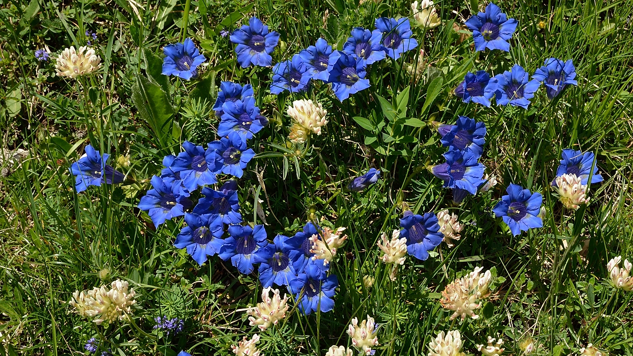 20140608-006-LesEssaures.jpg - bouquet de gentianes (acaules) et astragales (ou une sorte de)