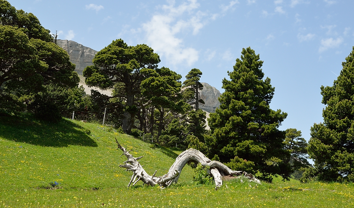 20140608-016-LesEssaures.jpg