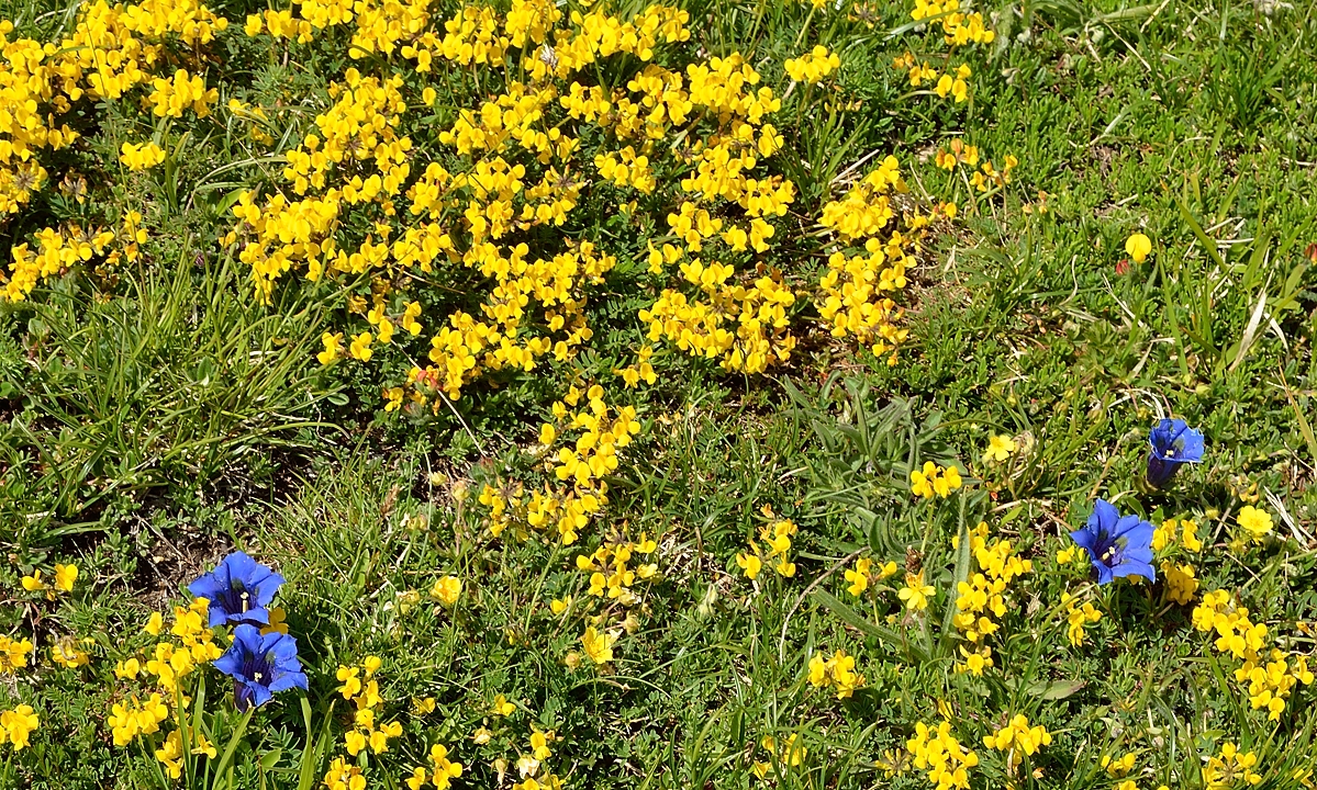 20140608-034-LesEssaures.jpg