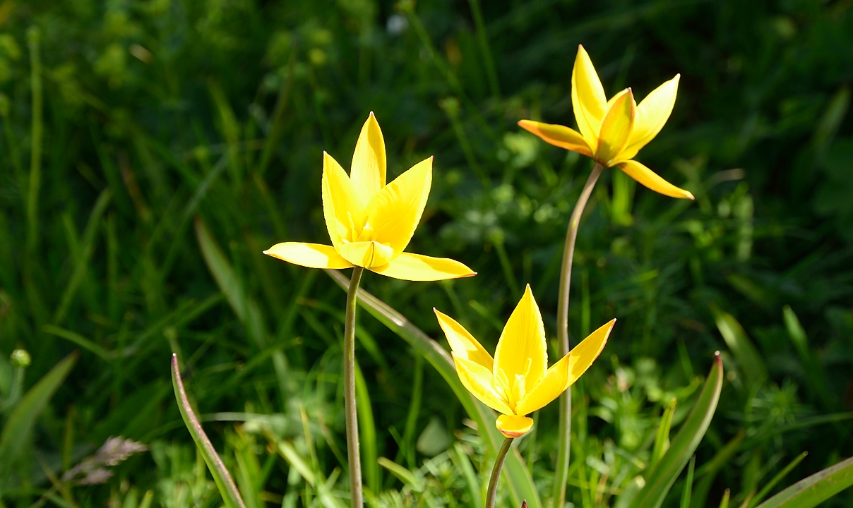 20140608-036-LesEssaures.jpg - Des tulipes partout