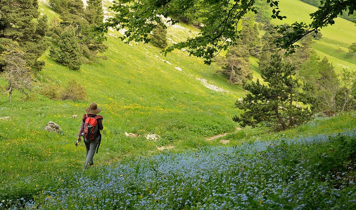 20140608-037-LesEssaures.jpg - pres de myosotis