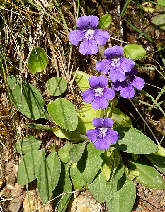 20140608-041-LesEssaures.jpg