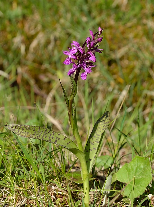20140608-043-LesEssaures.jpg - Un orchis male on dirait