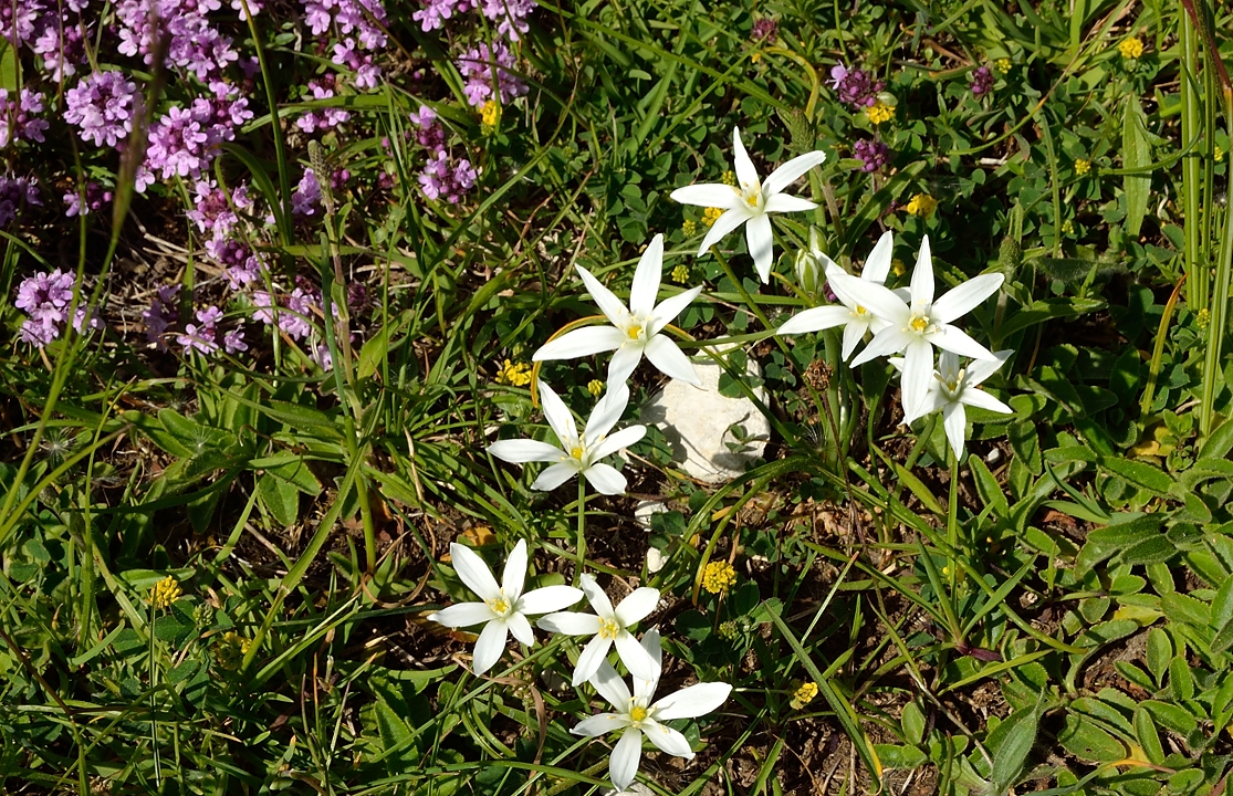 20140608-045-LesEssaures.jpg - Je pensais a une gagee, mais la seule gagee blanche ne pousse pas sur le calcaire ... en cherchant bien c'est une petite ornithogale, peut-etre une Dame d'onze-heure