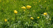 20140608-018-LesEssaures