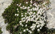 20140608-033-LesEssaures