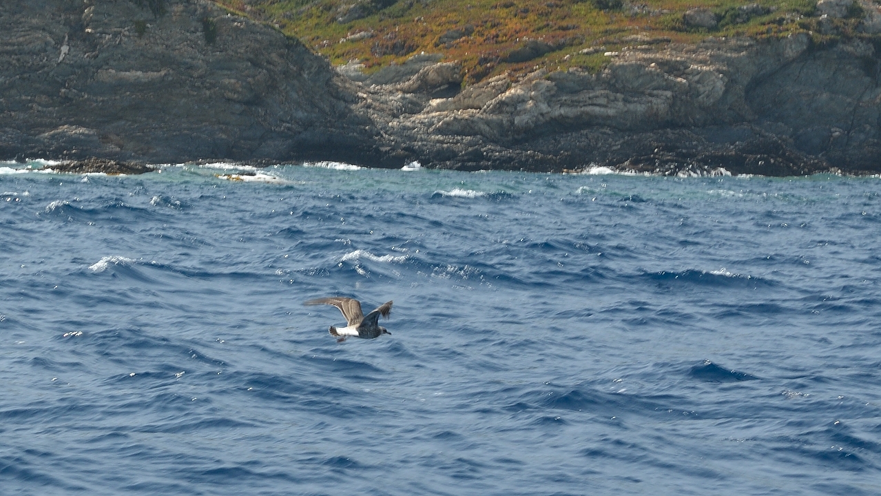 20140624-037-ISPDC-Porqueroll.jpg