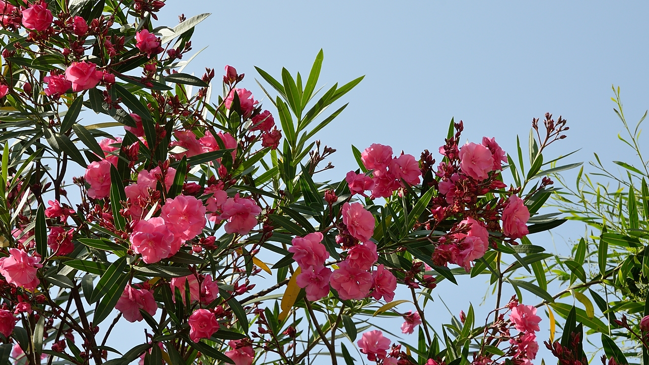 20140624-055-ISPDC-Porqueroll.jpg - Oleander