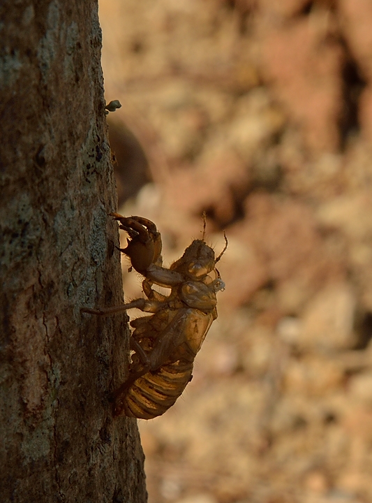 20140624-057-ISPDC-Porqueroll.jpg - Cicada exuviae