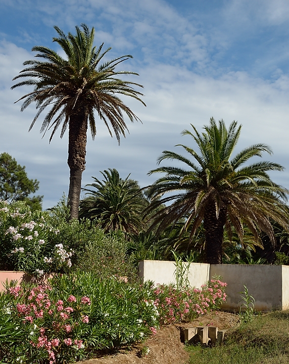 20140625-068-ISPDC-Porqueroll.jpg