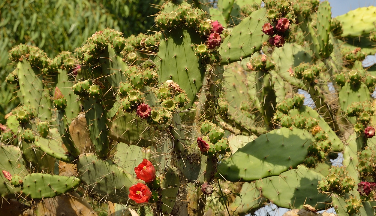 20140625-078-ISPDC-Porqueroll.jpg - More prickly pears 