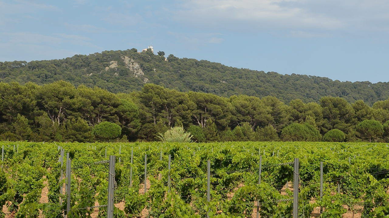 20140626-085-ISPDC-Porqueroll.jpg - More vineyards