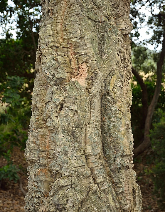 20140626-089-ISPDC-Porqueroll.jpg - kork oak