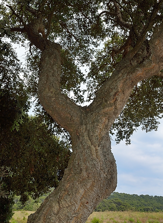 20140626-090-ISPDC-Porqueroll.jpg - kork oak
