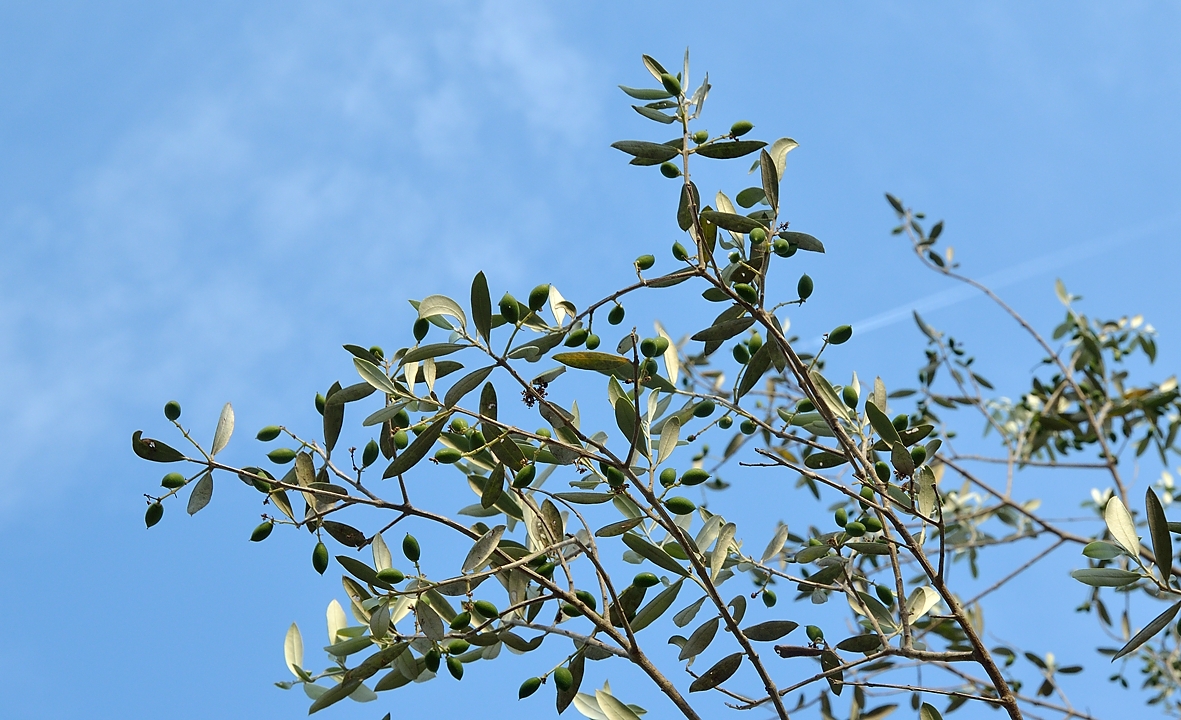 20140626-102-ISPDC-Porqueroll.jpg - Ah, there is no mediterranean island without olives