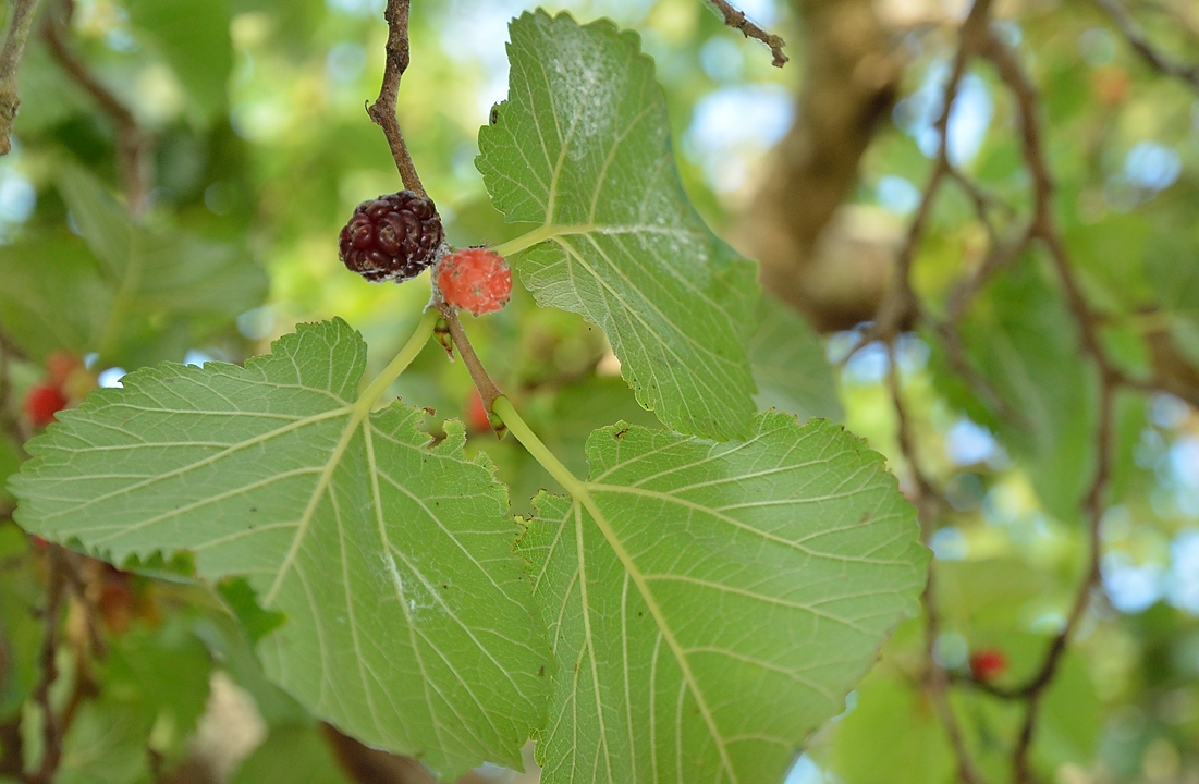 20140626-103-ISPDC-Porqueroll.jpg - Mulberries 