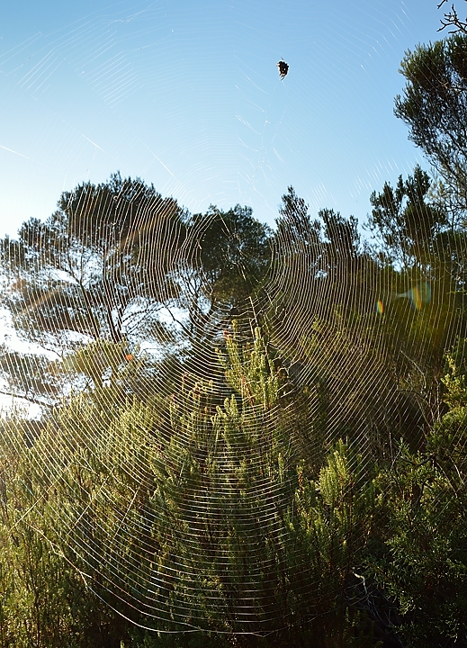 20140627-132-ISPDC-Porqueroll.jpg - Wonderful spider net
