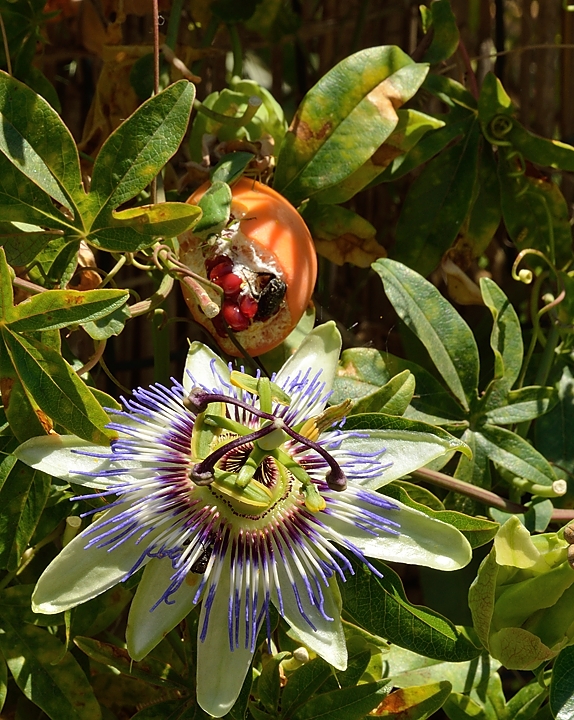 20140627-153-ISPDC-Porqueroll.jpg - Passiflora (caerula)