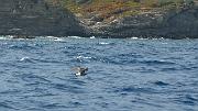 20140624-037-ISPDC-Porqueroll