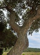 20140626-090-ISPDC-Porqueroll