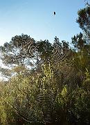 20140627-132-ISPDC-Porqueroll