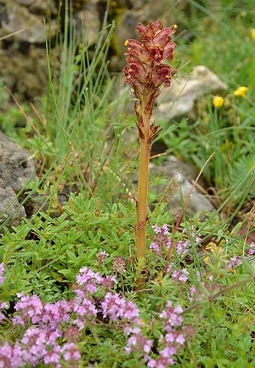 20140708-001-BerniVercors.jpg - Some member of the the broomrape (orobanche) family ; perhaps orobanche alba growing on wild thyme