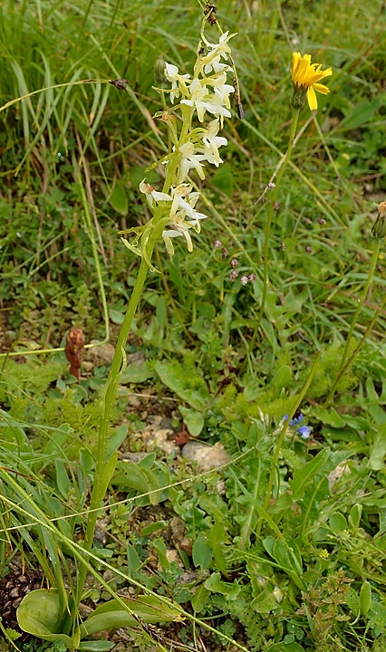 20140708-003-BerniVercors.jpg - A member of the orchid family, probably a (lesser) butterfly-orchid (platanthere bifolia)