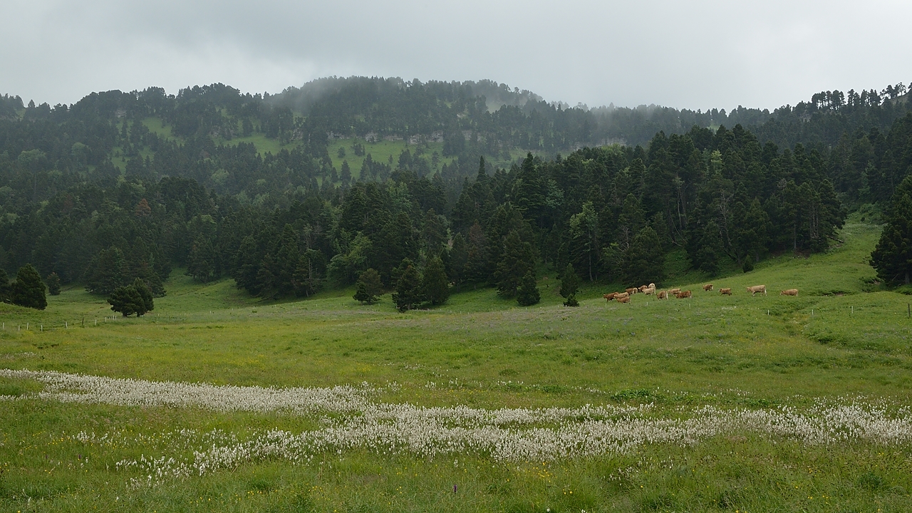 20140708-006-BerniVercors.jpg - Muddy meadows with a herd of peaceful cows