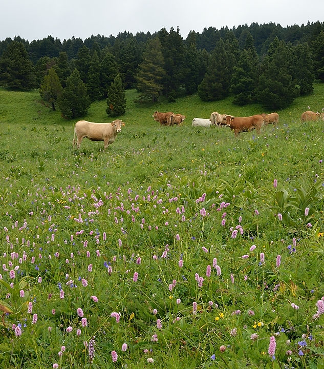 20140708-011-BerniVercors.jpg