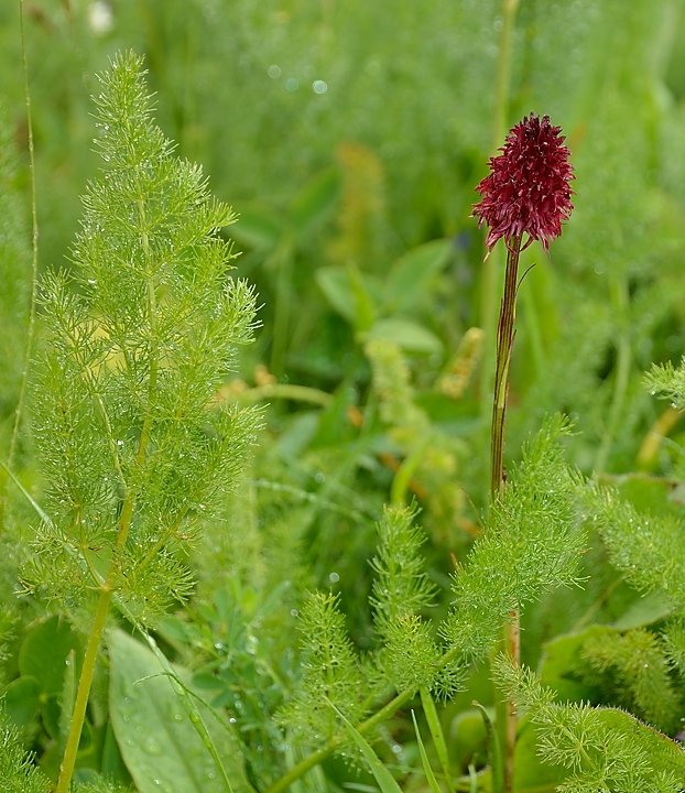 20140708-012-BerniVercors.jpg - Nigritella nigra