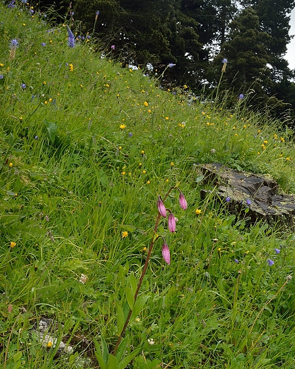 20140708-016-BerniVercors.jpg - Tuk's cap lily (Lilium Martagon)