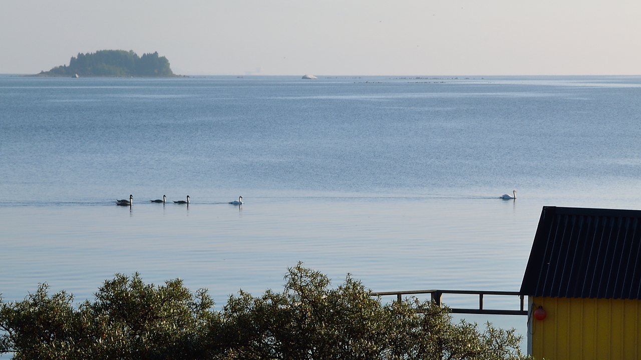 20140911-002-Uppsala.jpg - In the morning, the swans on the sea
