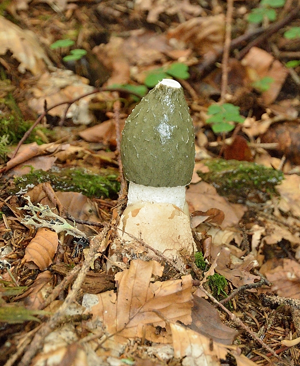 20140921-002-PinsotChampignon.jpg - Phallus impudicus : encore tout frais sorti de l'oeuf  ...
