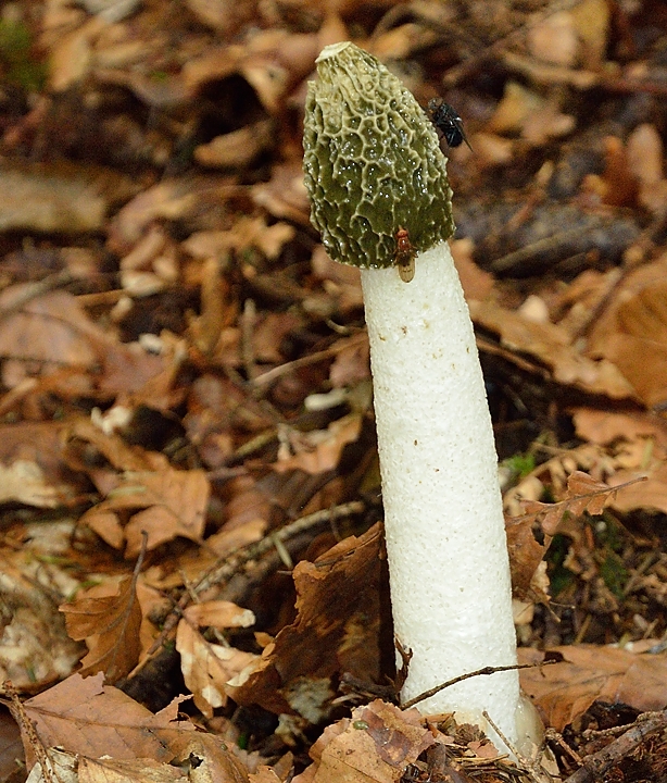 20140921-004-PinsotChampignon.jpg -  ... et un exemplaire plus evolué, plus odorant qui attire deja bien les mouches
