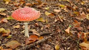 20140921-001-PinsotChampignon