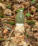 20140921-002-PinsotChampignon