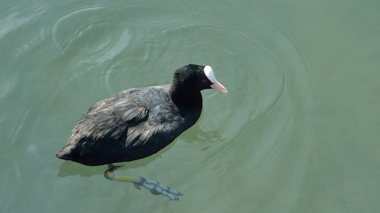 20140923-011-Geneva.jpg - A coot
