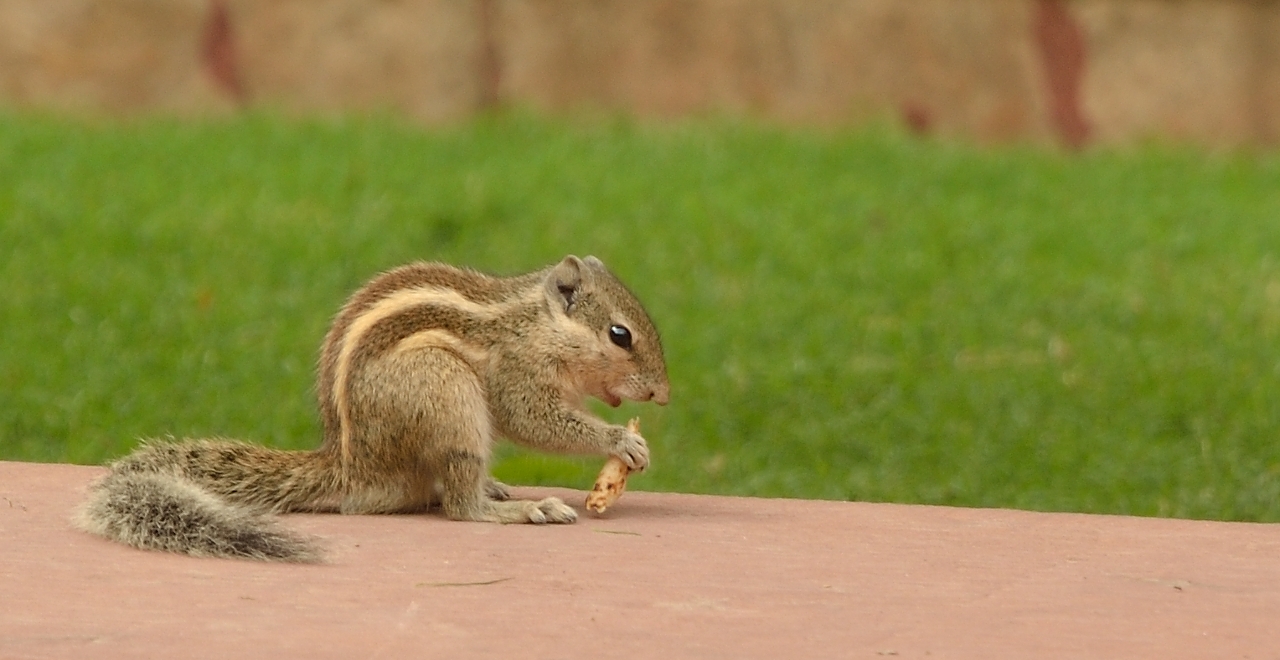 20141015-051-Delhi.jpg - These chipmonks are everywhere