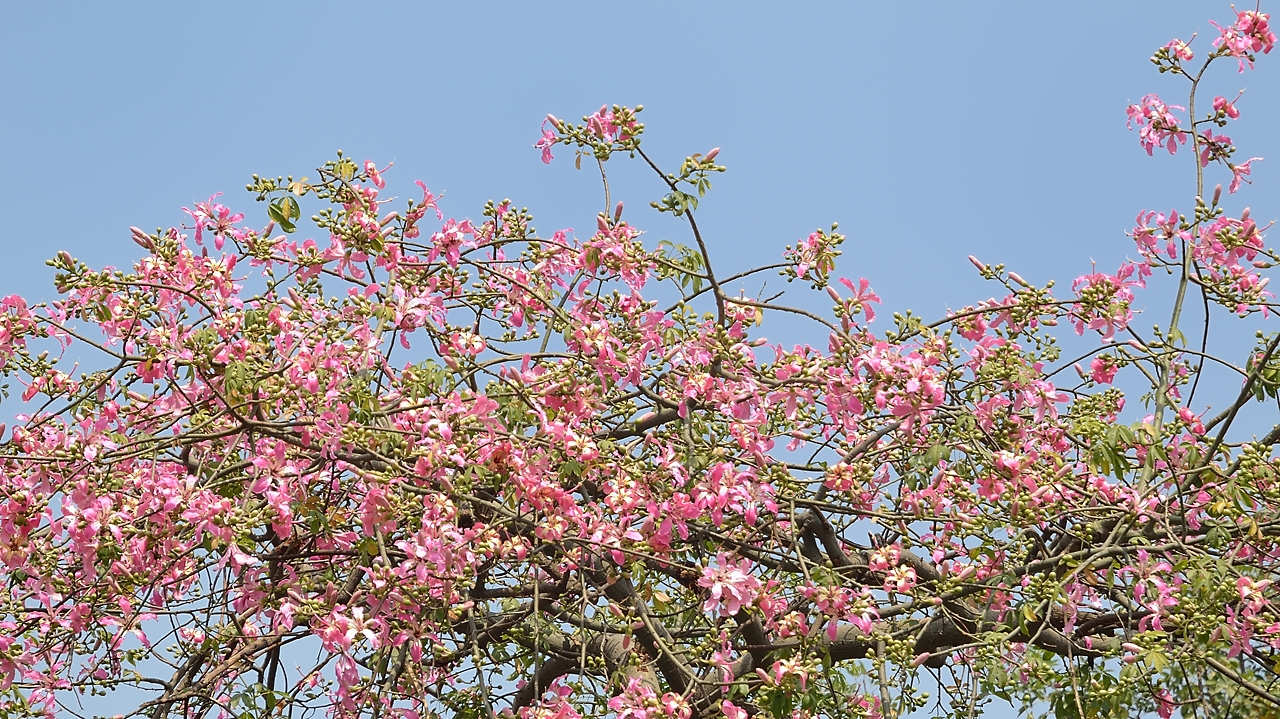 20141017-087-Delhi.jpg -   