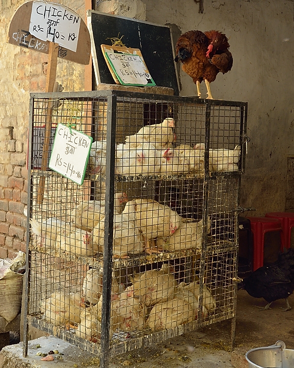 20141018-156-Delhi.jpg -   