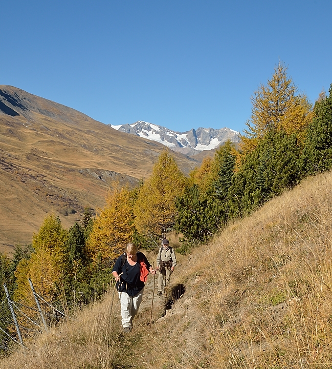 20141101-007-SignalLaGrave.jpg - Dans la petite foret sous le Signal ; au fond les Grandes Rousses