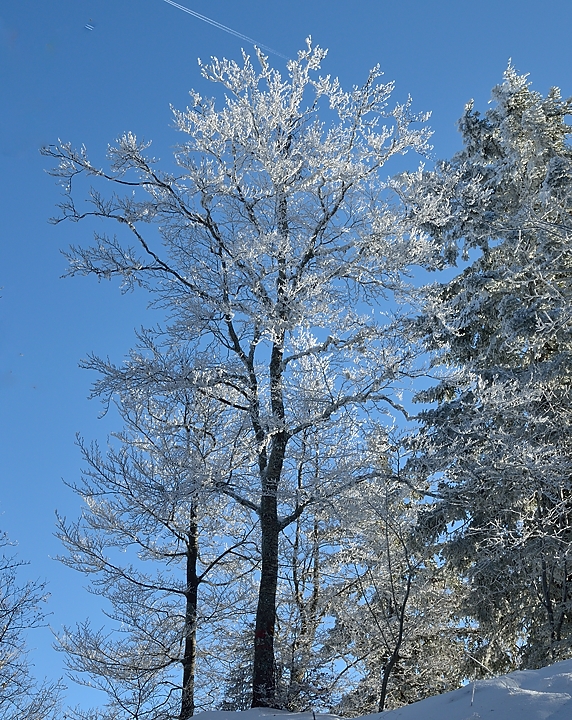20150101-005-Pinea.jpg