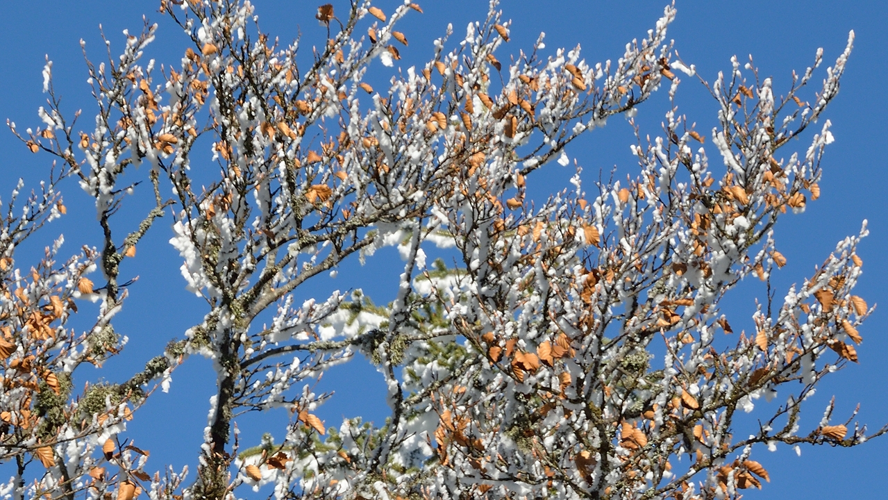 20150101-018-Pinea.jpg