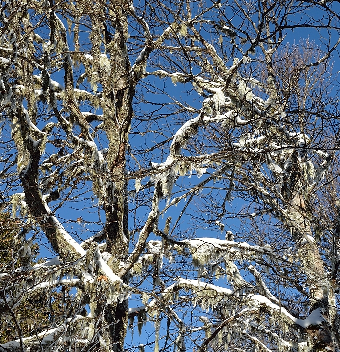 20150101-022-Pinea.jpg