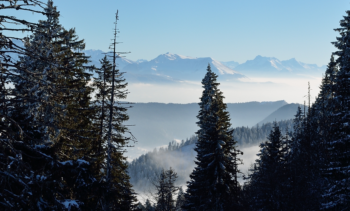20150101-043-Pinea.jpg