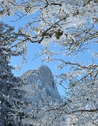 20150101-012-Pinea