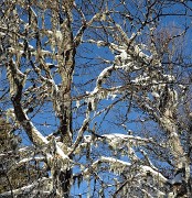 20150101-022-Pinea
